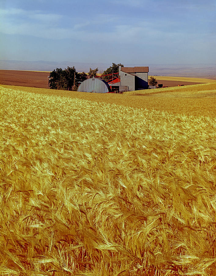 Amber Waves of Grain - V Photograph by Ed  Cooper Photography