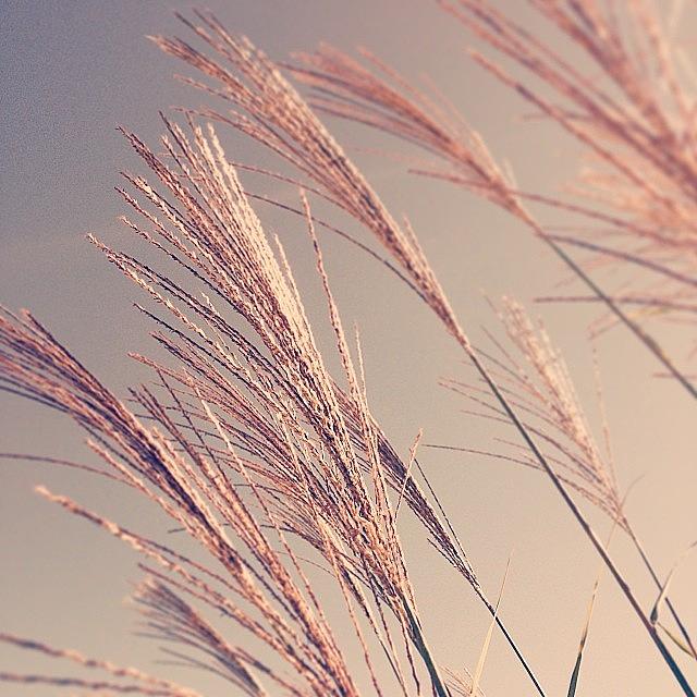 Nature Photograph - Amber Waves Of Grain. (actually, I by Tiffany Anthony