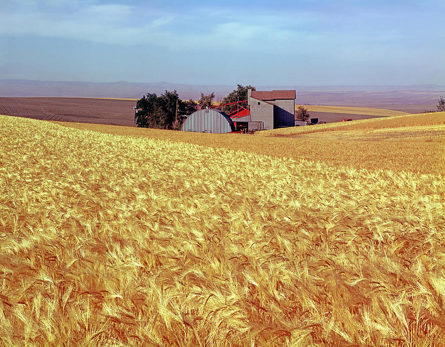 Amber Waves of Grain Photograph by Ed  Cooper Photography