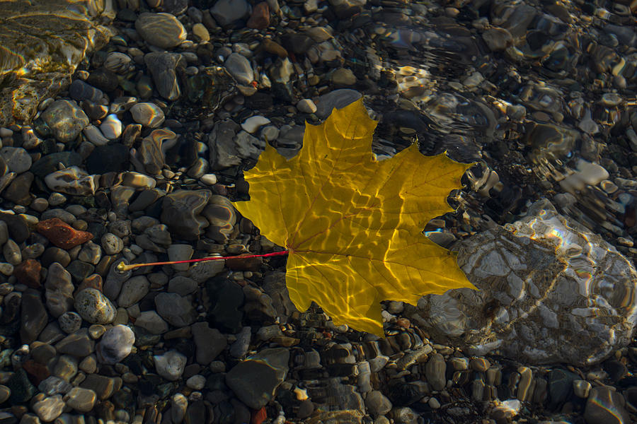 Amber Yellow Sunshine - Maple Leaf and Pebbles Photograph by Georgia Mizuleva