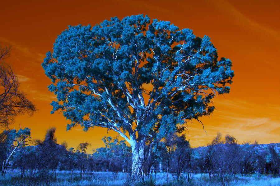 Ambiance Surrounding the Ghost Gum  Photograph by Douglas Barnard