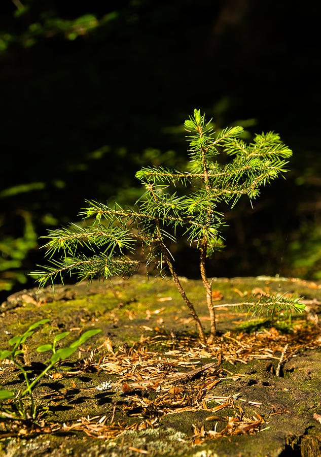 Ambitious Spruce Photograph by Andreas Berthold