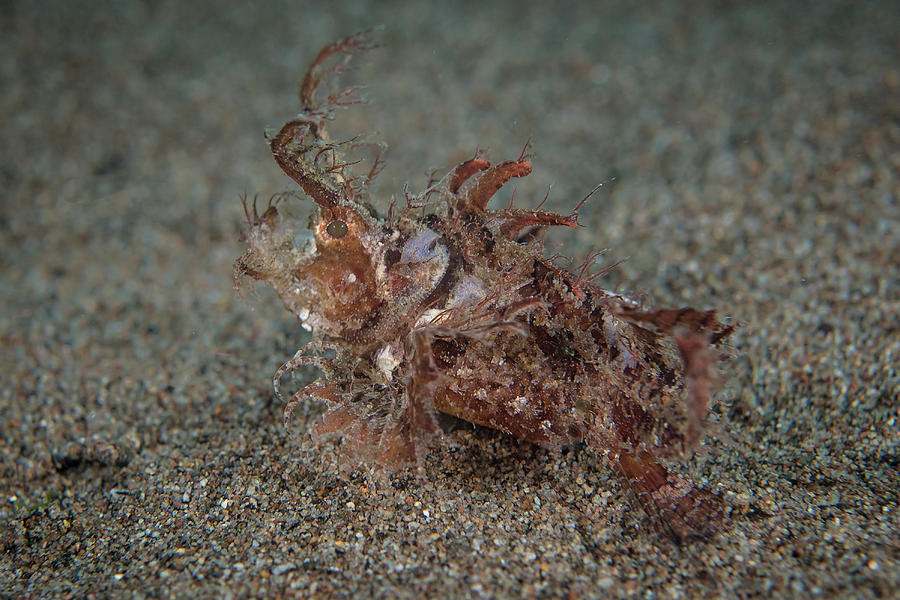 Ambon Scorpionfish In The Philippines Photograph by Brandi Mueller