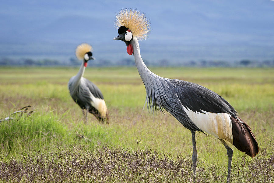 Amboseli crowned cranes Photograph by Mike Gaudaur