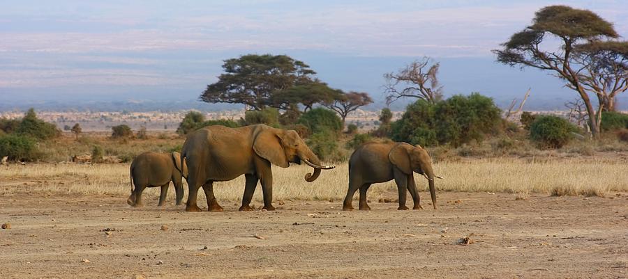 Amboseli Elephants Photograph by Amanda Stadther