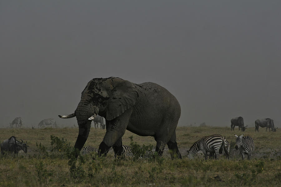 Amboseli Giant Photograph by Gary Hall