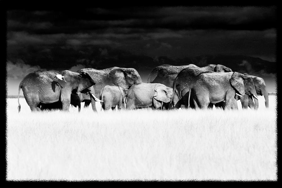Black And White Photograph - Amboseli herd with egret by Mike Gaudaur