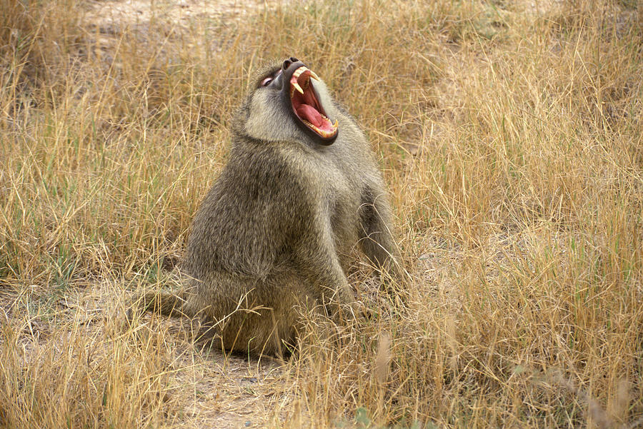 Horizontal Photograph - Amboseli National Park Kenya Yellow by Animal Images Horizontal Photograph - Amboseli National Park Kenya Yellow by Animal Images