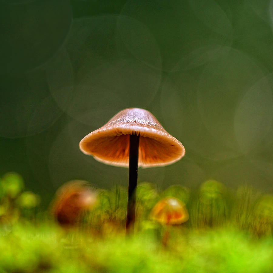 Mushroom Photograph - Ambrillow by Kent Mathiesen
