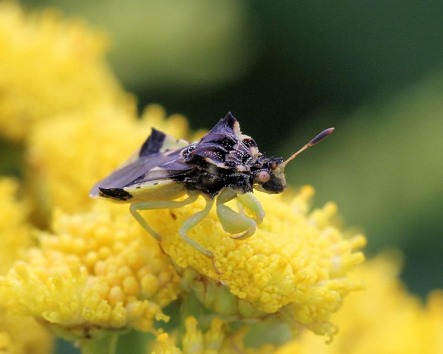 Ambush Bug on Tansy Photograph by Doris Potter