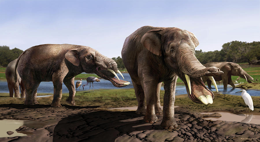 amebelodon-prehistoric-mammal-jaime-chirinosscience-photo-library.jpg