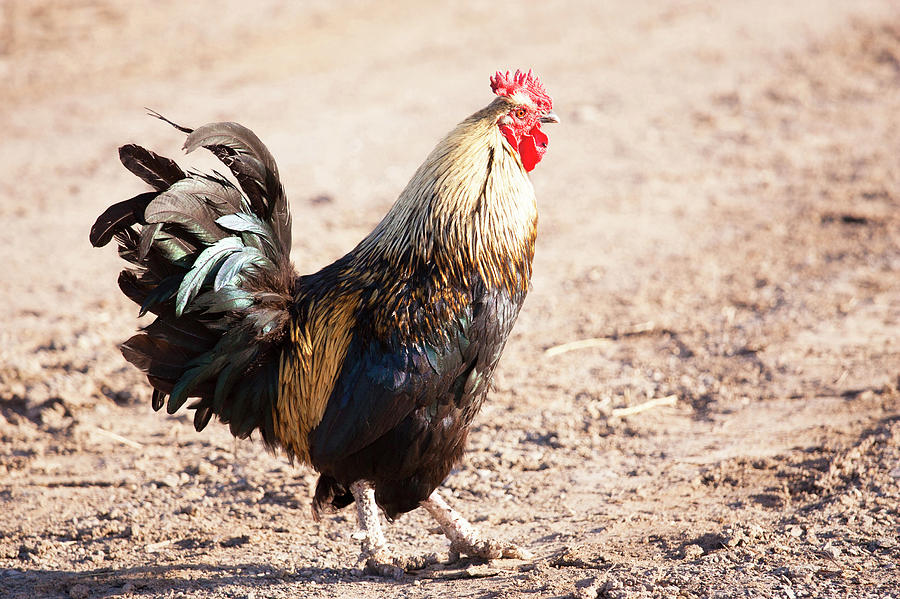 ameraucana rooster