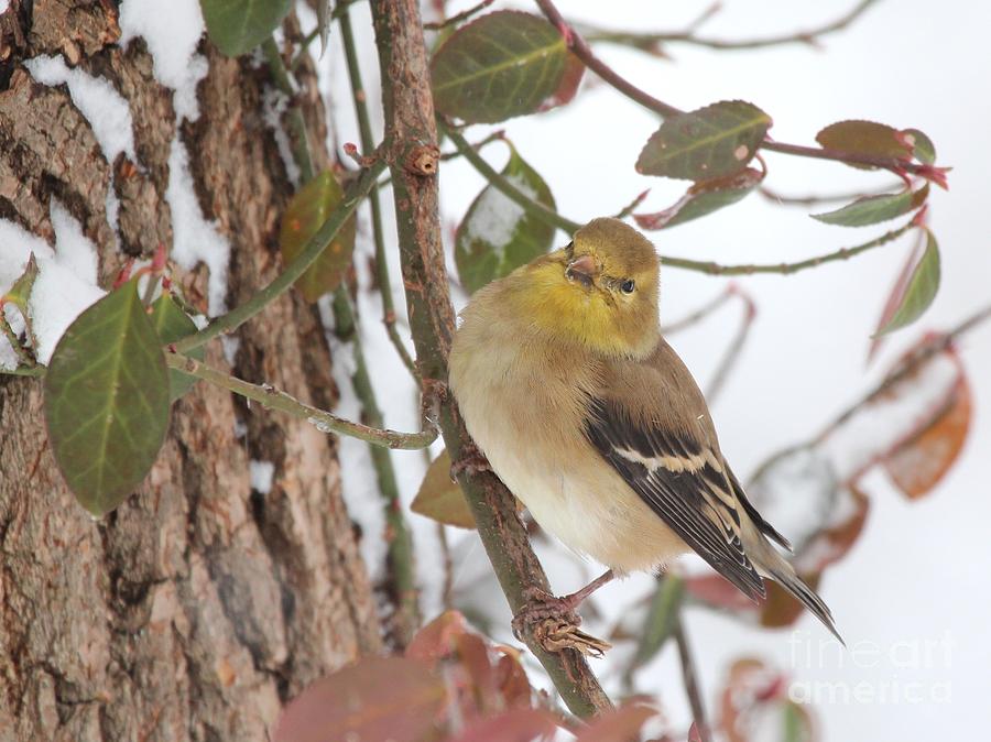 Amerian Goldfinch Photograph by Jack R Brock