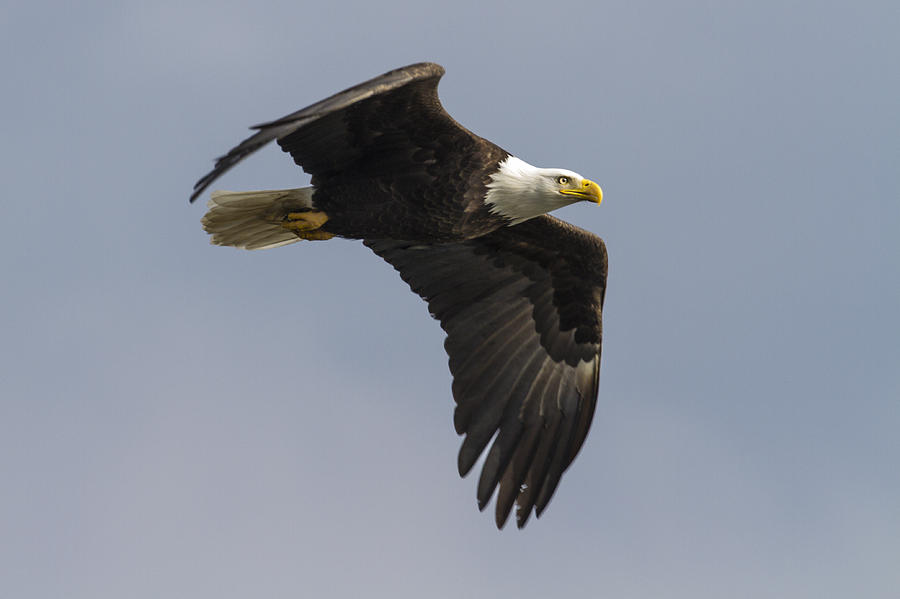 America Bald Eagle Photograph by Jack R Perry