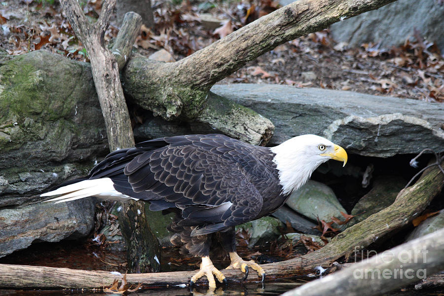 Eagle Photograph - America by John Telfer