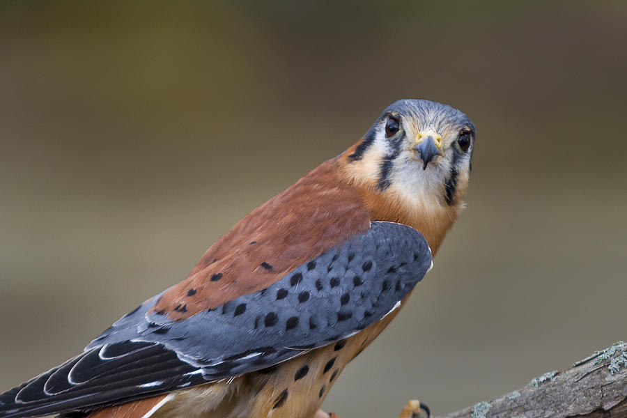 America Kestral Photograph by Jack R Perry