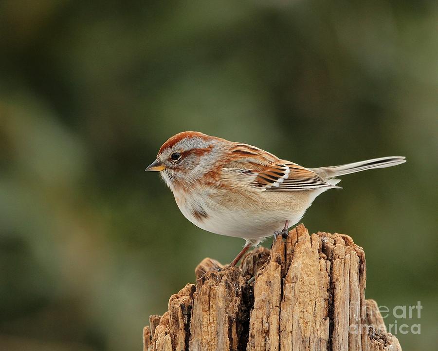 America Tree Sparrow Photograph by Jack R Brock