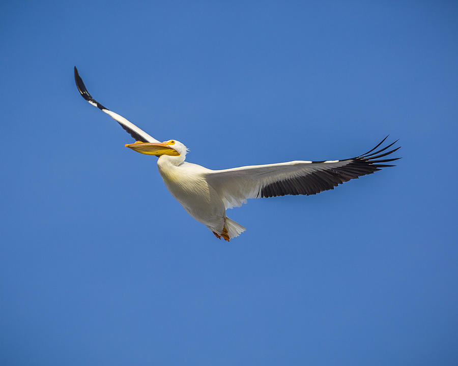 America White Pelican Photograph by Jack R Perry