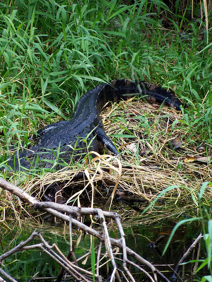 American Alligator 002 Photograph by Christopher Mercer