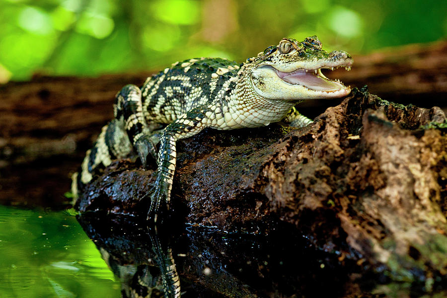 American Alligator Alligator Photograph By David Northcott Fine Art 