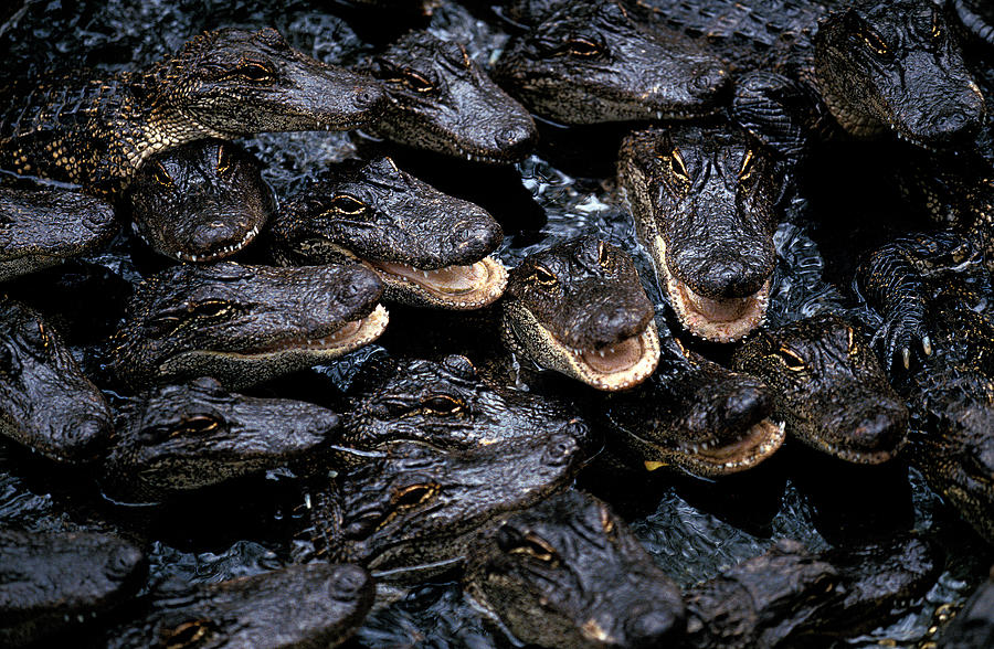 American Alligator Alligator Photograph by Gerard Lacz