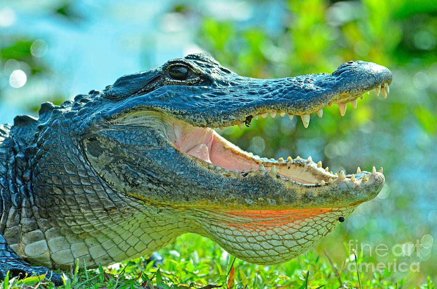 American Alligator Alligator Photograph by John Serrao