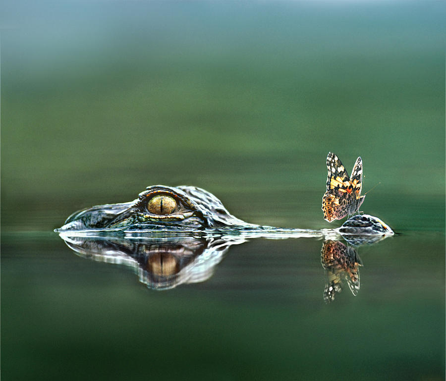 American Alligator And Butterfly Photograph by Tim Fitzharris