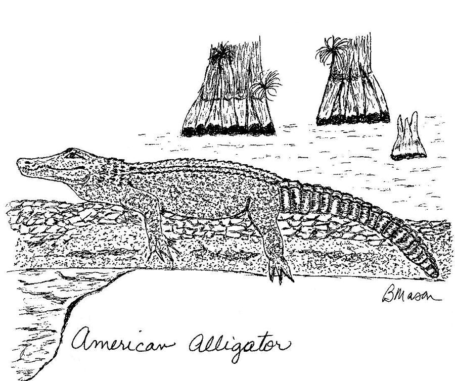 American Alligator Drawing by Becky Mason