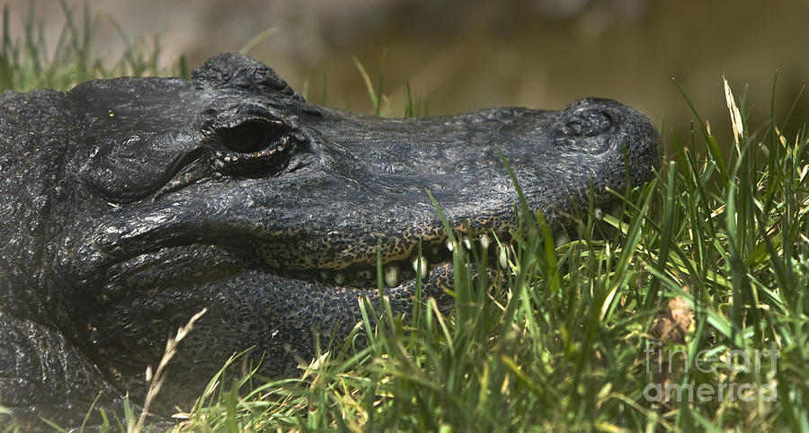 American Alligator Closeup Photograph by David Millenheft