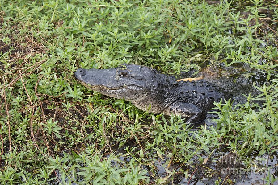 American Alligator Photograph by David Grant