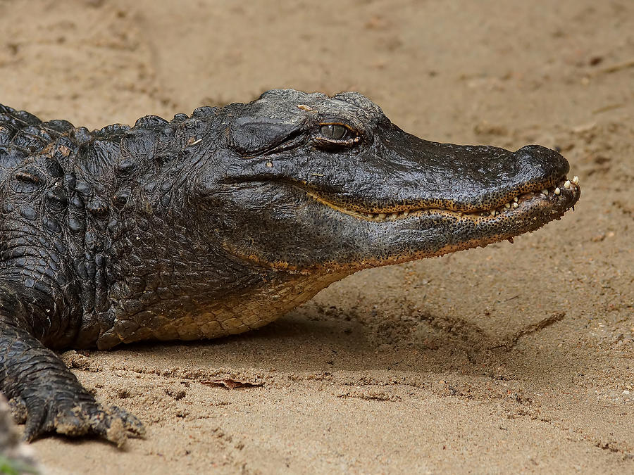 American Alligator. Photograph by Ernest Echols