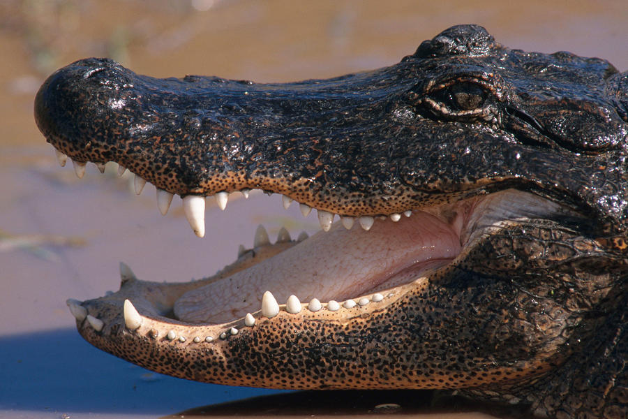 American Alligator Photograph by F. Stuart Westmorland