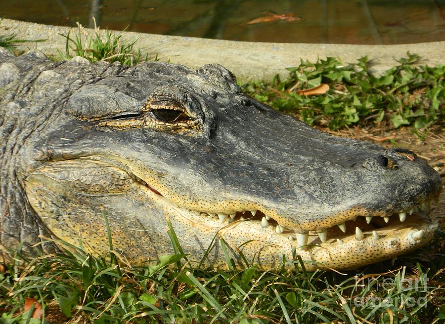 American Alligator - Flash Those Pearlies Photograph by Emmy Vickers