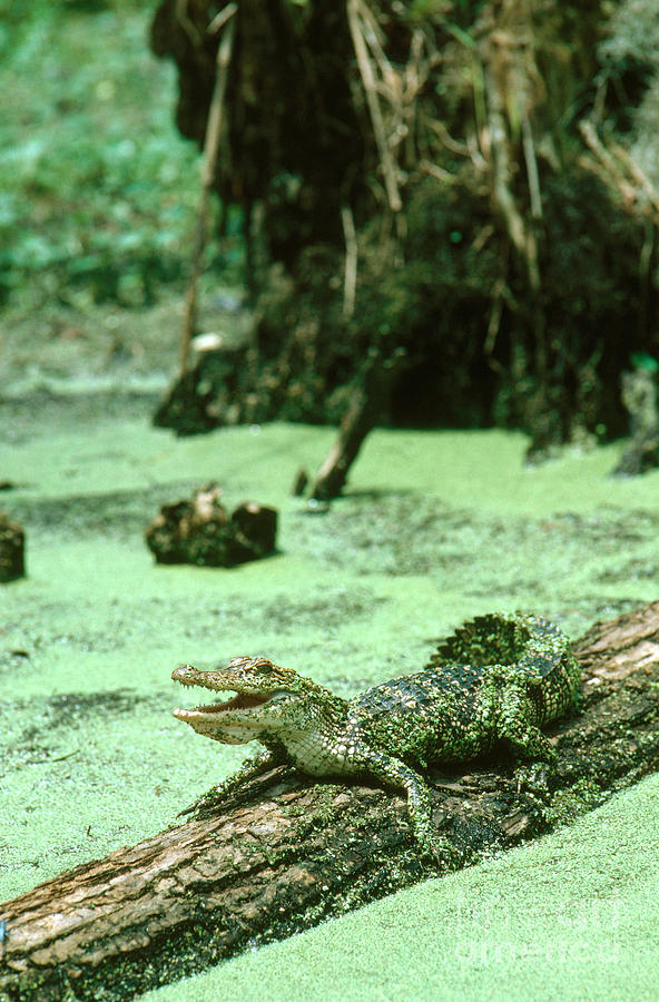 American Alligator Photograph by Gregory G. Dimijian, M.D.