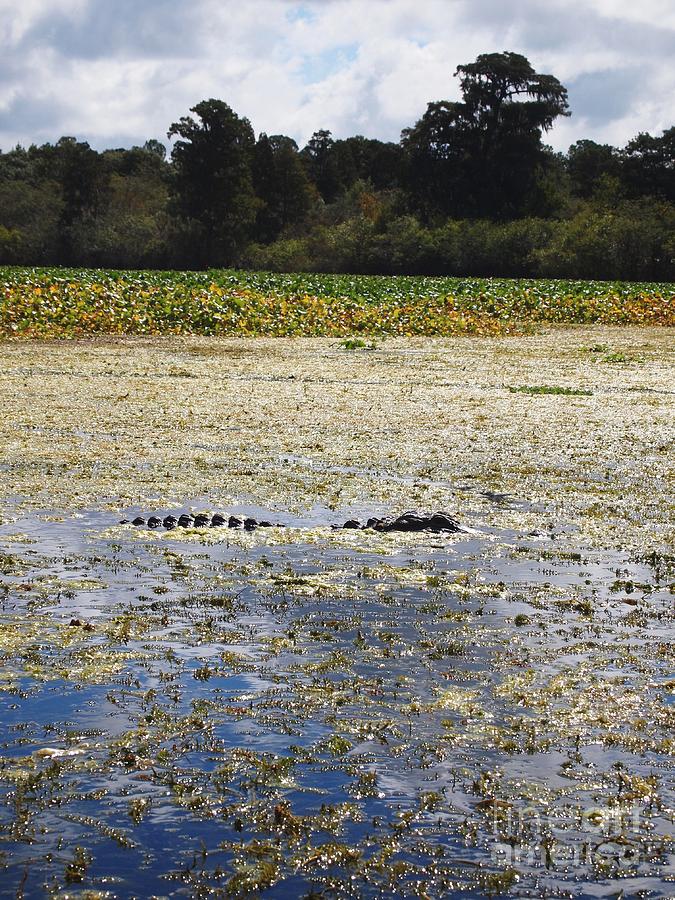 Alligator Photograph - American Alligator in the Hillsborough by Meghan Pettis