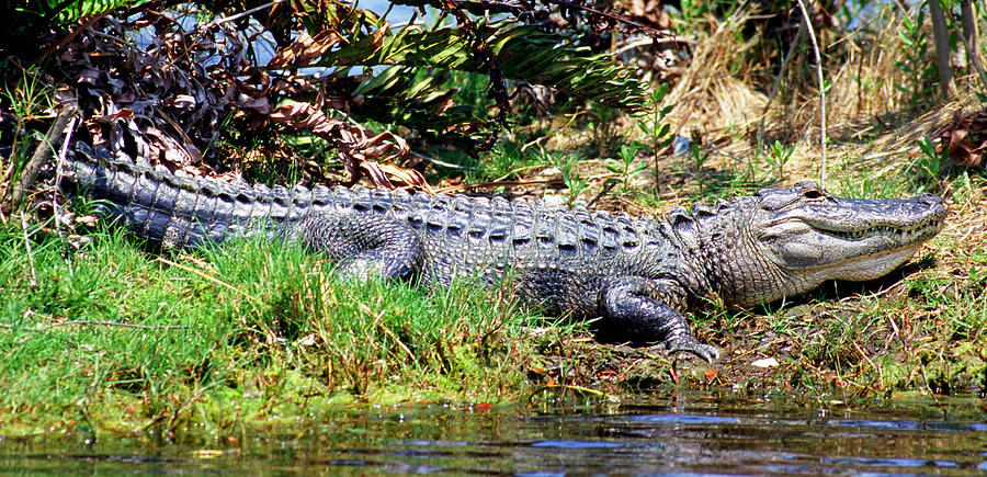 American Alligator Juvenile Sunning Photograph by Millard H. Sharp