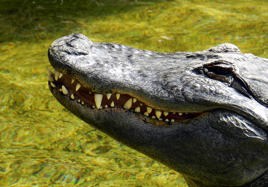 Alligator Photograph - American Alligator by Katelyn Robbins