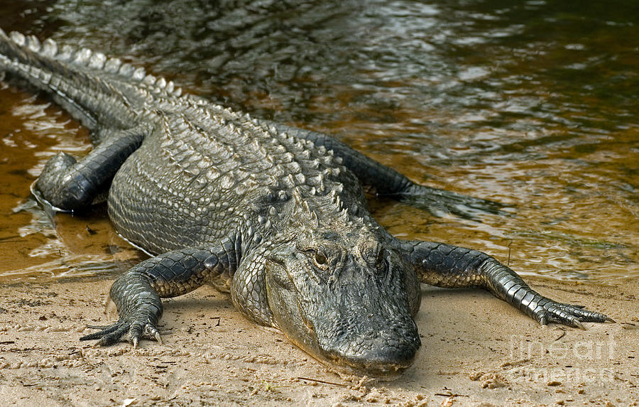 American Alligator Photograph By Millard H. Sharp - Fine Art America