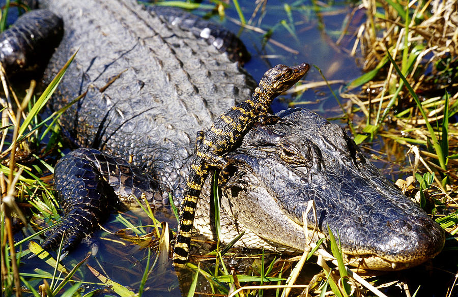 American Alligator Mother With Young Photograph by Thomas And Pat Leeson