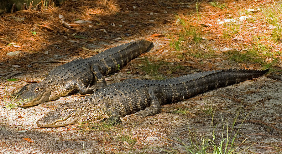 American Alligator Pair by Millard H. Sharp