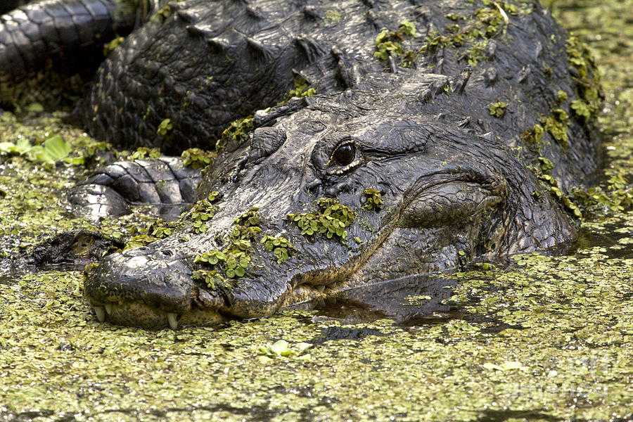 American Alligator Print Photograph