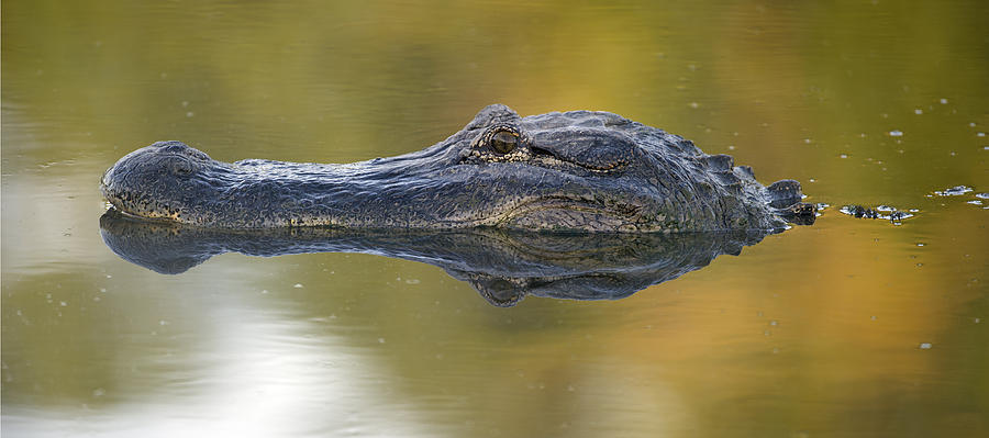 Alligator Photograph - American alligator reflection by Gary Langley