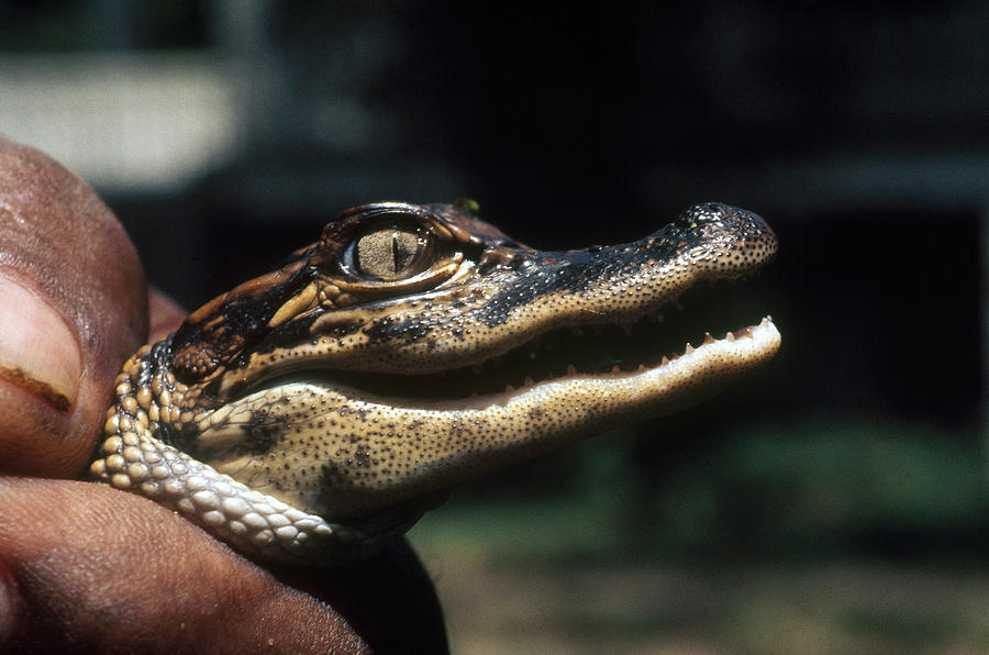 Alligator Photograph - American Alligator by Robert H. Potts