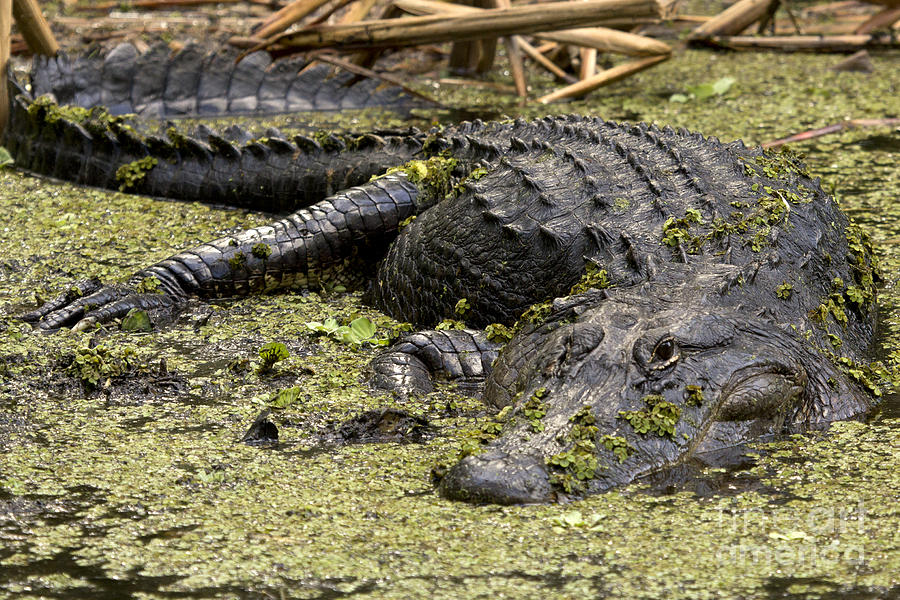 Wildlife Photograph - American Alligator Smile by Meg Rousher