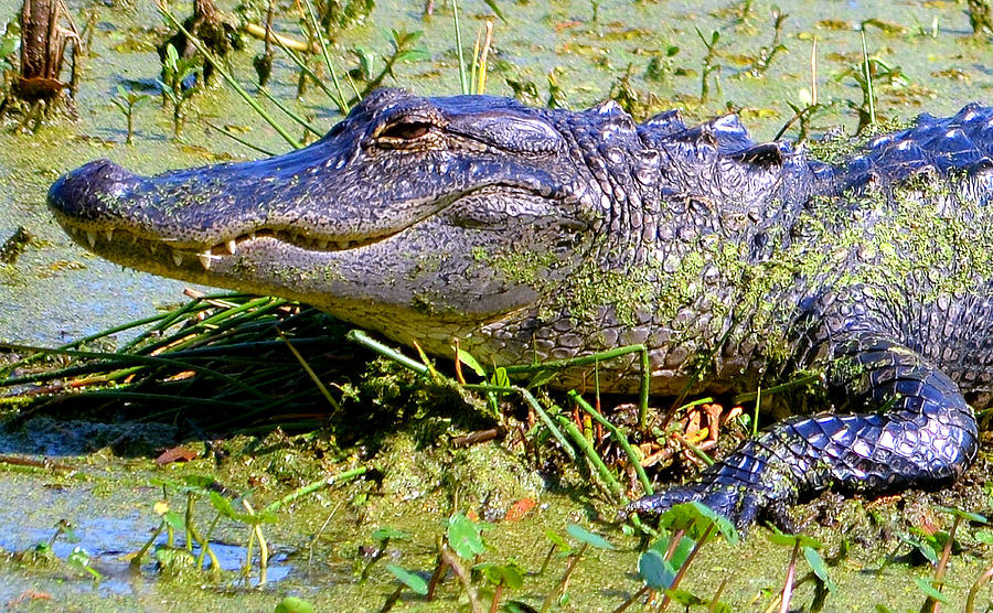 American Alligator Photograph by Steve Griffin - Fine Art America