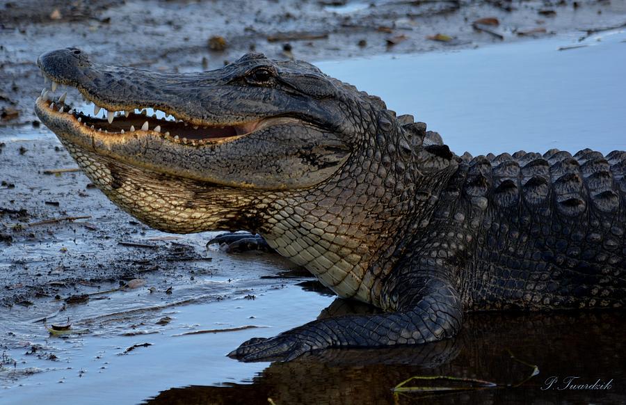 Alligator Photograph - American Alligator Upclose by Patricia Twardzik