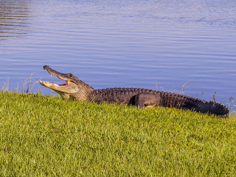 American Alligator Photograph By Zina Stromberg Fine Art America