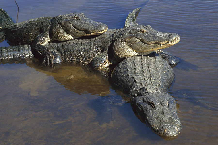 American Alligators In Shallows Florida Photograph by Heidi & Hans-Juergen Koch
