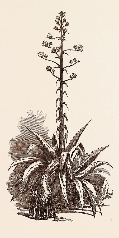 American Aloe In Bloom At Cloyne House Uk Britain Drawing By English School