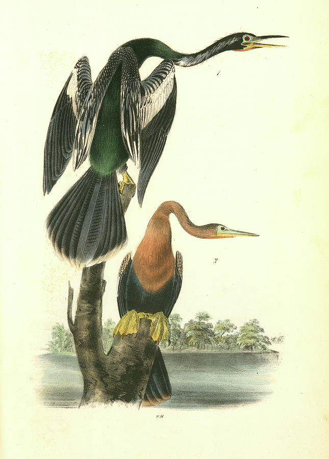 American Anhinga Snake Bird. 1. Male. 2. Female Drawing by Artokoloro ...